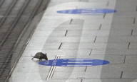 Mouse on empty tube platform during London lockdown