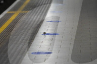 Mouse on empty tube platform during London lockdown