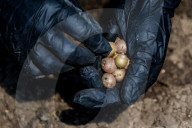 NEWS - Beginn der Frühjahrsaussaat in Russland