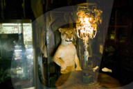 Museum of Curiosities