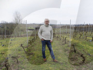Wine cooler: global heating helps Sweden's vineyards to success