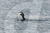 FEATURE - Kormoran schlingt nach gewonnenem Kampf einen Hecht hinunter