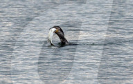FEATURE - Kormoran schlingt nach gewonnenem Kampf einen Hecht hinunter