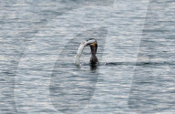 FEATURE - Kormoran schlingt nach gewonnenem Kampf einen Hecht hinunter