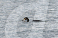FEATURE - Kormoran schlingt nach gewonnenem Kampf einen Hecht hinunter