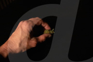 NEWS - Coronavirus: Cannabis-Konsum im Lockdown (Symbolbilder)
