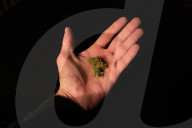 NEWS - Coronavirus: Cannabis-Konsum im Lockdown (Symbolbilder)