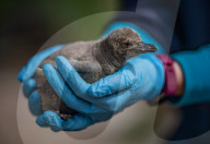 FEATURE -  Fünf Pinguinküken sind im Chester Zoo geschlüpft und werden nach NHS-Mitarbeitern benannt