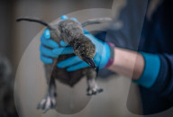FEATURE -  Fünf Pinguinküken sind im Chester Zoo geschlüpft und werden nach NHS-Mitarbeitern benannt