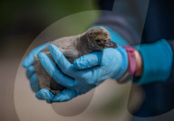 FEATURE -  Fünf Pinguinküken sind im Chester Zoo geschlüpft und werden nach NHS-Mitarbeitern benannt