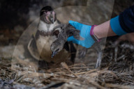 FEATURE -  Fünf Pinguinküken sind im Chester Zoo geschlüpft und werden nach NHS-Mitarbeitern benannt