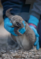 FEATURE -  Fünf Pinguinküken sind im Chester Zoo geschlüpft und werden nach NHS-Mitarbeitern benannt