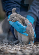 FEATURE -  Fünf Pinguinküken sind im Chester Zoo geschlüpft und werden nach NHS-Mitarbeitern benannt