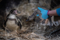 FEATURE -  Fünf Pinguinküken sind im Chester Zoo geschlüpft und werden nach NHS-Mitarbeitern benannt