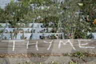 'Not just weeds': how rebel botanists are using graffiti to name forgotten flora