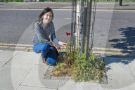 'Not just weeds': how rebel botanists are using graffiti to name forgotten flora