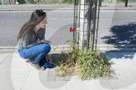 'Not just weeds': how rebel botanists are using graffiti to name forgotten flora