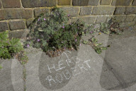 'Not just weeds': how rebel botanists are using graffiti to name forgotten flora