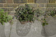 'Not just weeds': how rebel botanists are using graffiti to name forgotten flora