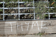 'Not just weeds': how rebel botanists are using graffiti to name forgotten flora