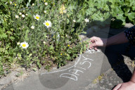 'Not just weeds': how rebel botanists are using graffiti to name forgotten flora