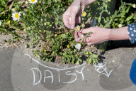 'Not just weeds': how rebel botanists are using graffiti to name forgotten flora