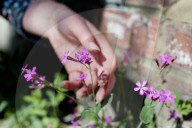 'Not just weeds': how rebel botanists are using graffiti to name forgotten flora