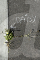 'Not just weeds': how rebel botanists are using graffiti to name forgotten flora