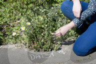 'Not just weeds': how rebel botanists are using graffiti to name forgotten flora