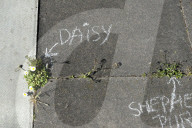 'Not just weeds': how rebel botanists are using graffiti to name forgotten flora