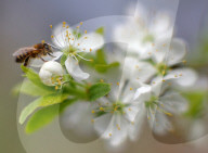 FEATURE -  Bienen auf blühenden Obstbäumen 
