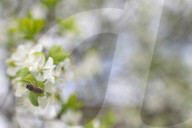 FEATURE -  Bienen auf blühenden Obstbäumen 
