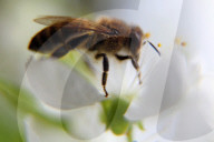 FEATURE -  Bienen auf blühenden Obstbäumen 