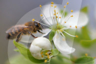 FEATURE -  Bienen auf blühenden Obstbäumen 