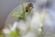 FEATURE -  Bienen auf blühenden Obstbäumen 