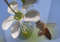 FEATURE -  Bienen auf blühenden Obstbäumen 