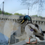 REPORTAGE - Coronavirus: Paris während des Lockdowns