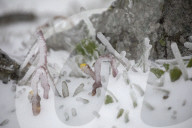 NEWS - Die Eisheiligen kommen: Arktische Polarluft bringt den Winter zurück in den Harz 