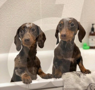 FEATURE -  Dogfluencer: Dasha und Lapaka sind die schönsten Dackel im Internet