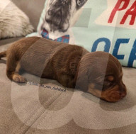 FEATURE -  Dogfluencer: Dasha und Lapaka sind die schönsten Dackel im Internet