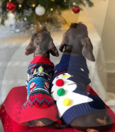 FEATURE -  Dogfluencer: Dasha und Lapaka sind die schönsten Dackel im Internet