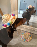 FEATURE -  Dogfluencer: Dasha und Lapaka sind die schönsten Dackel im Internet
