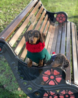 FEATURE -  Dogfluencer: Dasha und Lapaka sind die schönsten Dackel im Internet