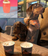 FEATURE -  Dogfluencer: Dasha und Lapaka sind die schönsten Dackel im Internet