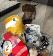 FEATURE -  Dogfluencer: Dasha und Lapaka sind die schönsten Dackel im Internet
