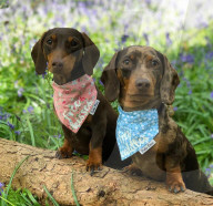 FEATURE -  Dogfluencer: Dasha und Lapaka sind die schönsten Dackel im Internet