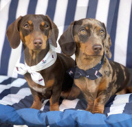 FEATURE -  Dogfluencer: Dasha und Lapaka sind die schönsten Dackel im Internet