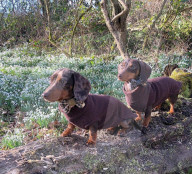 FEATURE -  Dogfluencer: Dasha und Lapaka sind die schönsten Dackel im Internet