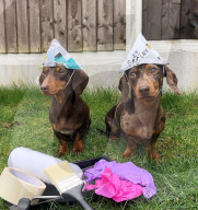 FEATURE -  Dogfluencer: Dasha und Lapaka sind die schönsten Dackel im Internet