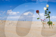 NEWS - Nach dem Surfer-Unglück in Scheveningen: Trauer am Strand und dem Surfclub